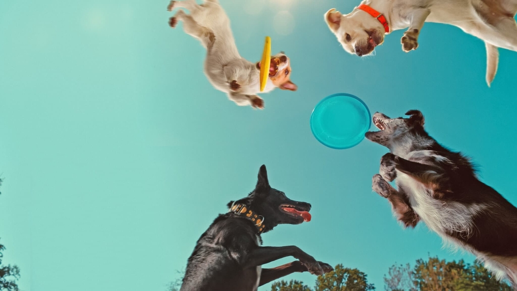 Köpeklerin Aklından Neler Geçiyor izle